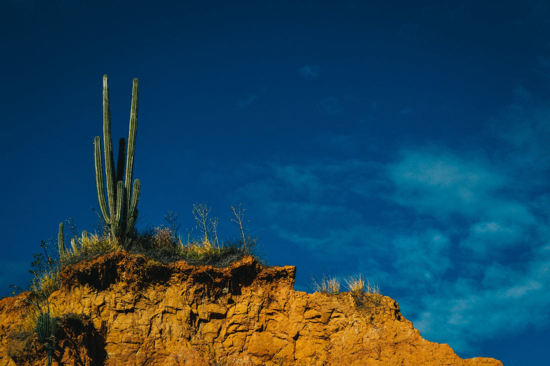 Tucson: A Photographer’s Desert Oasis in Arizona